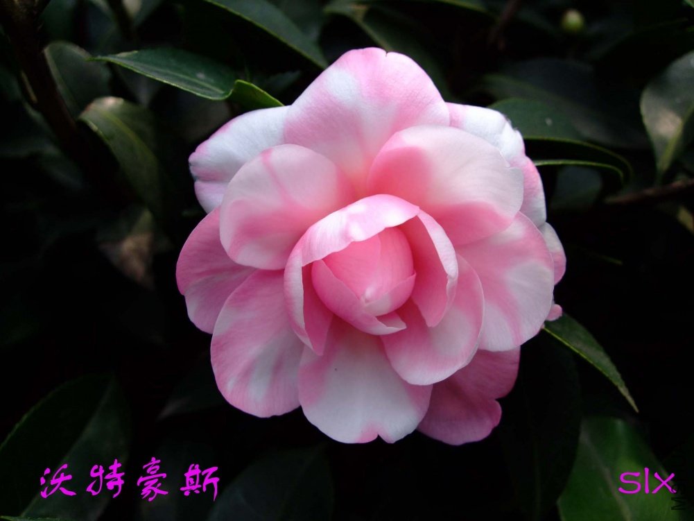 ���غ�˹11-3-8f (2).jpg