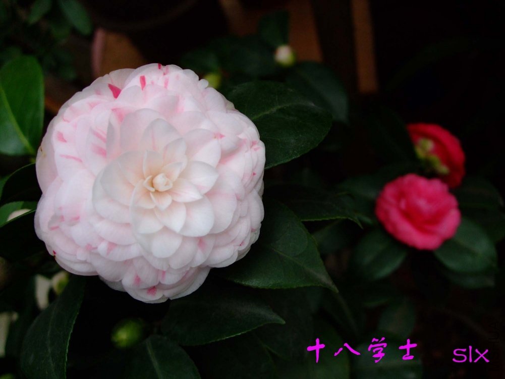 ʮ��ѧʿ 11-3-8f(4).jpg