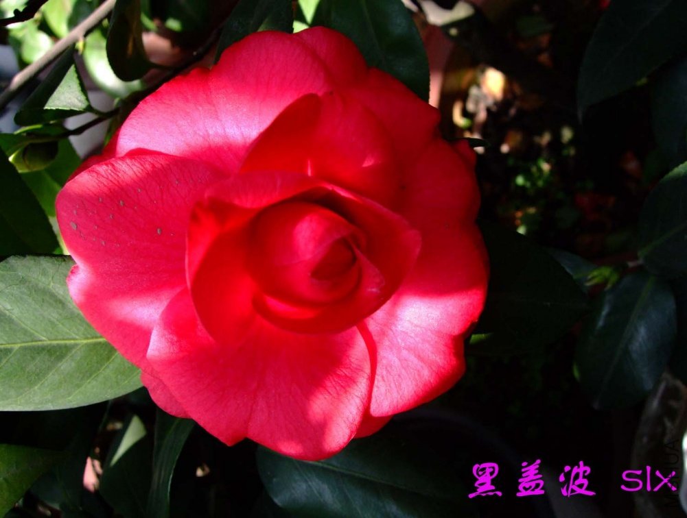 �ڸǲ�11-3-7f (1).jpg