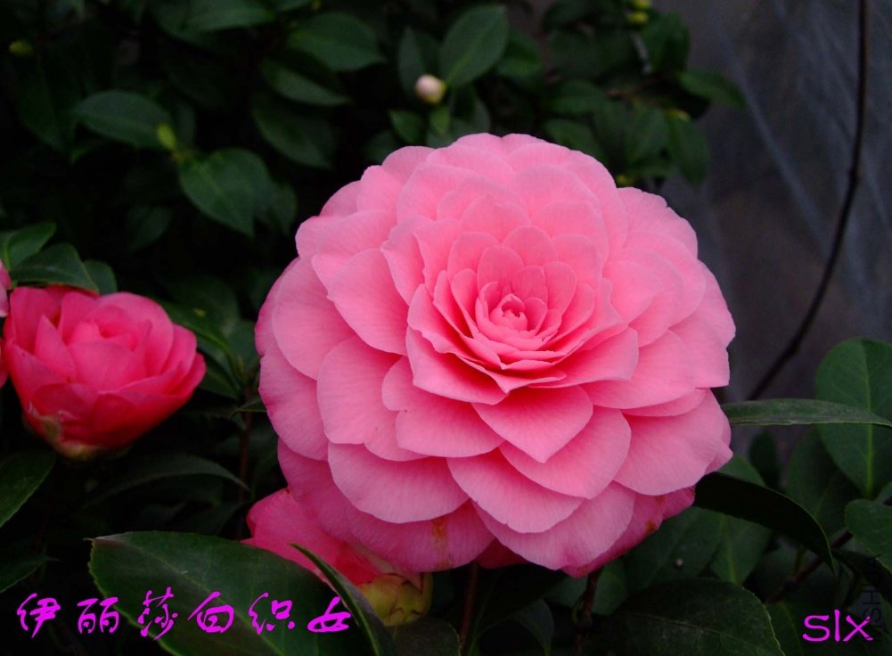 ����ɯ��֯Ů11-3-7f (1).jpg