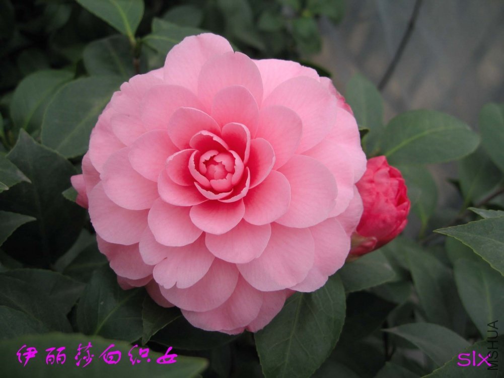 ����ɯ��֯Ů11-3-5c (1).jpg