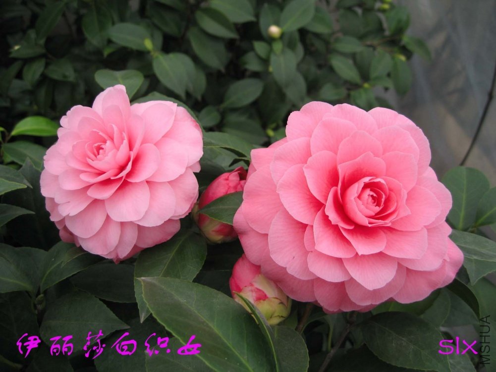 ����ɯ��֯Ů11-3-5c (2).jpg