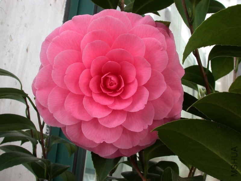 ����ɯ��֯Ů