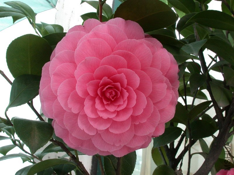 ����ɯ��֯Ů