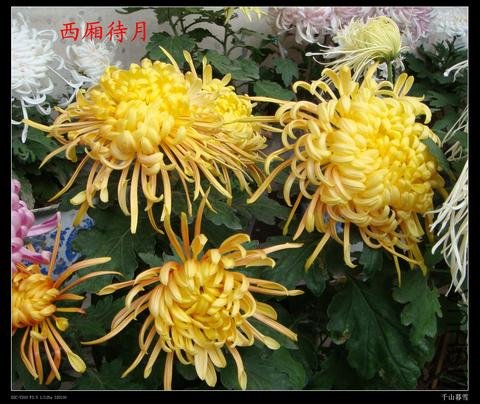 DSC05870.jpg