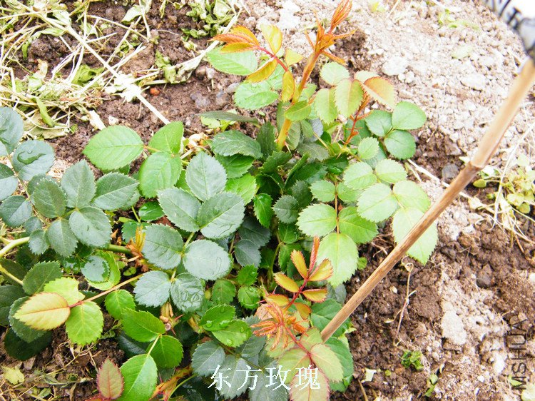 DSCF8171.jpg