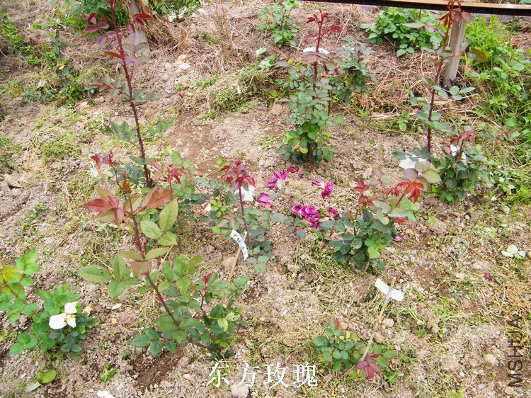 DSCF8181.jpg
