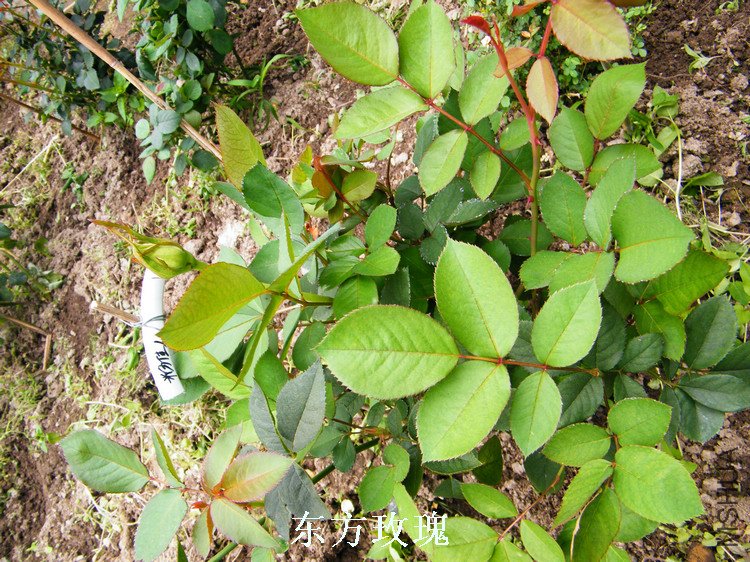 DSCF8185.jpg