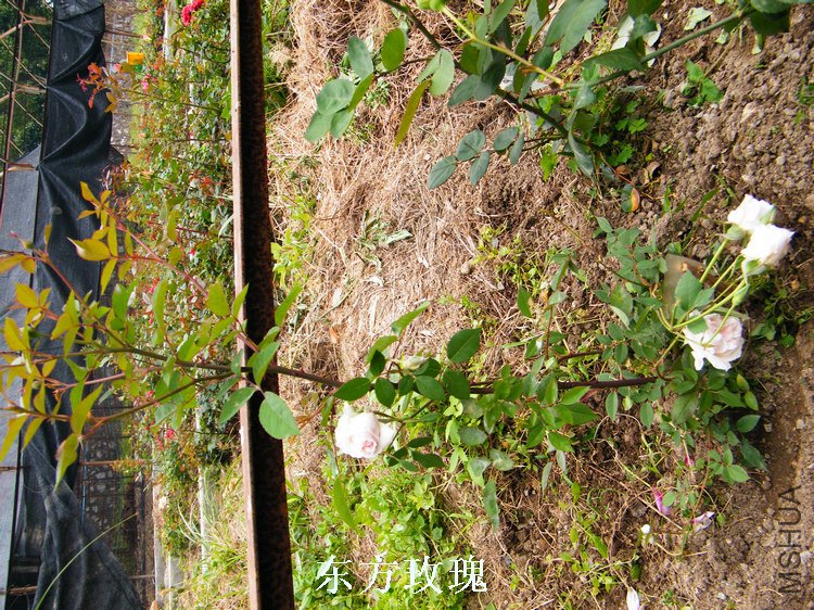 DSCF8213.jpg