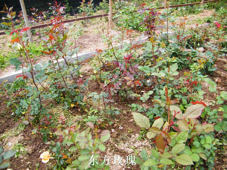 DSCF8243.jpg