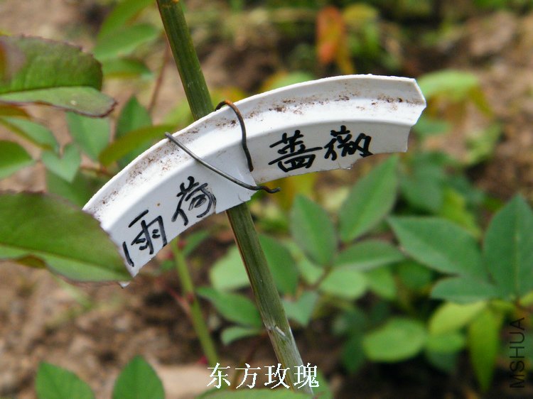 DSCF8174.jpg