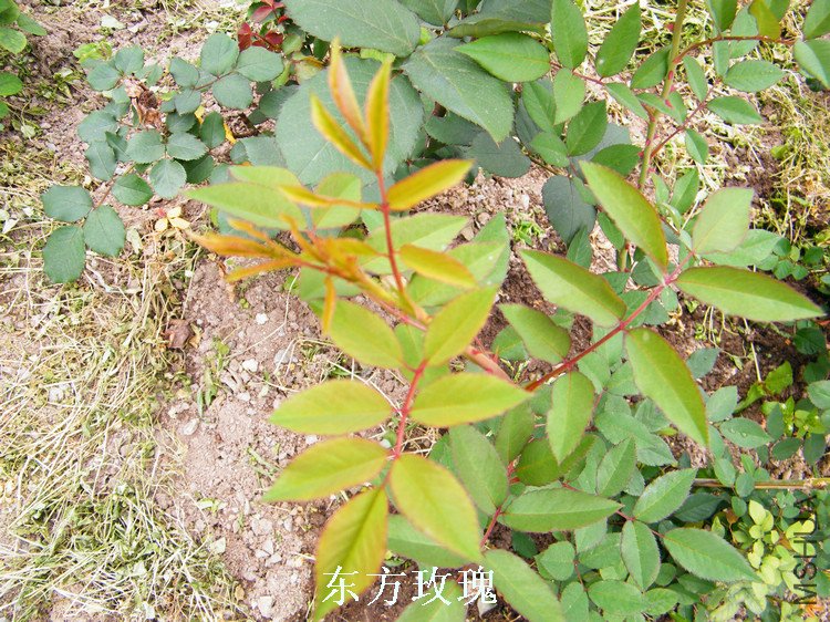 DSCF8177.jpg