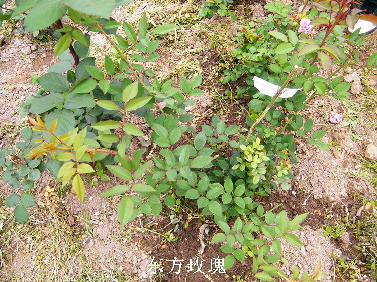 DSCF8175.jpg
