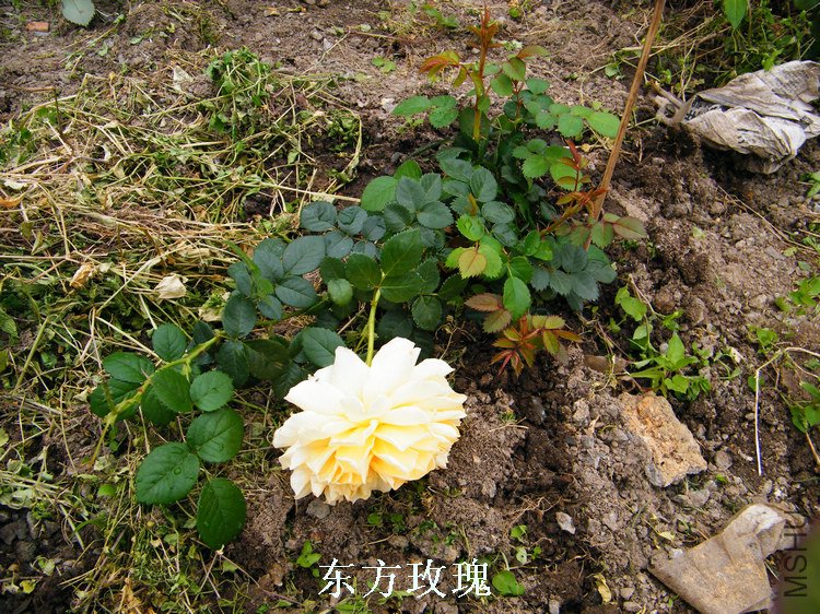 DSCF8162.jpg
