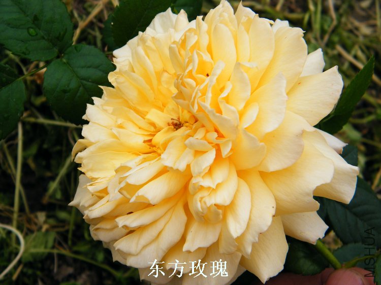 DSCF8168.jpg
