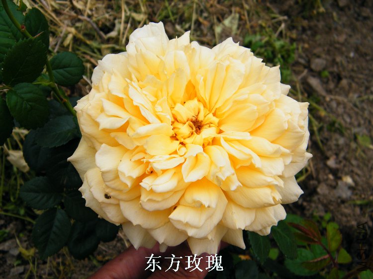 DSCF8169.jpg
