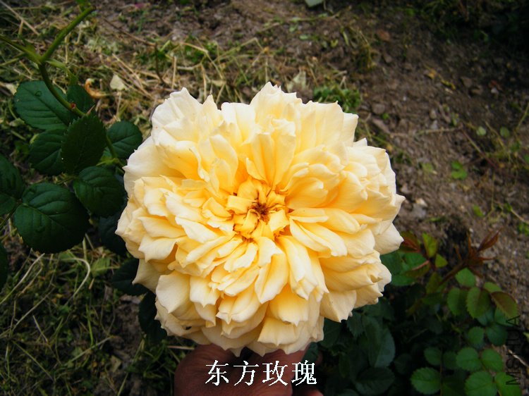 DSCF8163.jpg