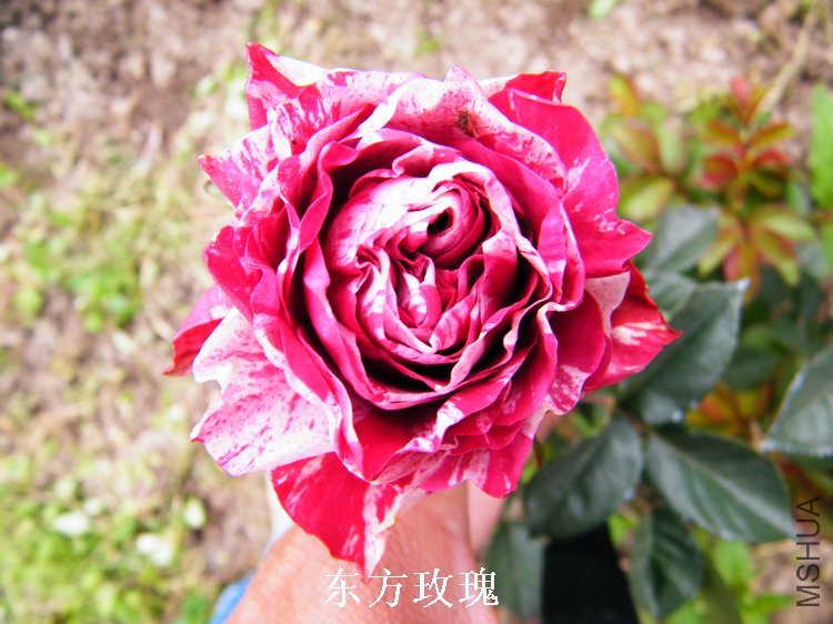 DSCF8194.jpg