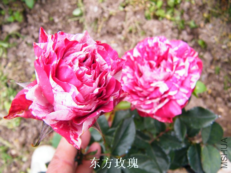DSCF8192.jpg