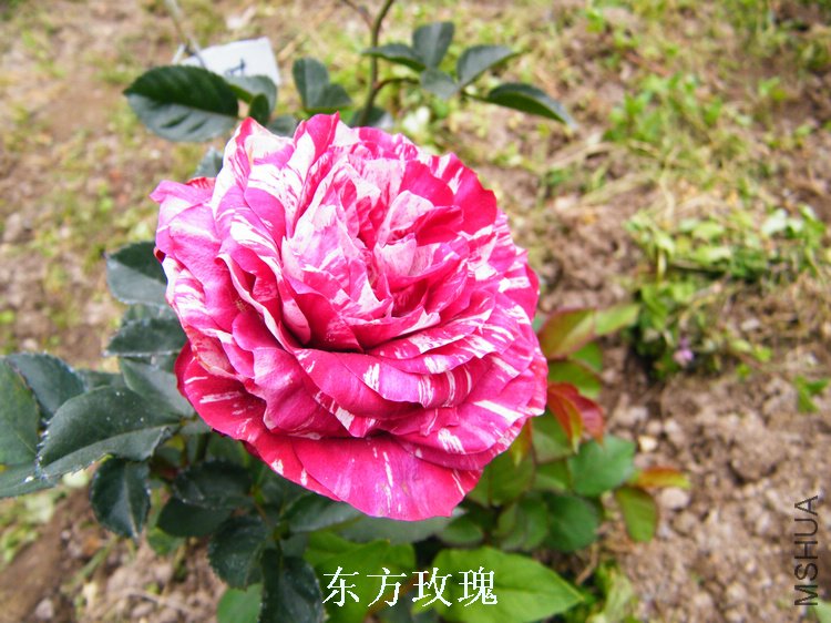 DSCF8187.jpg