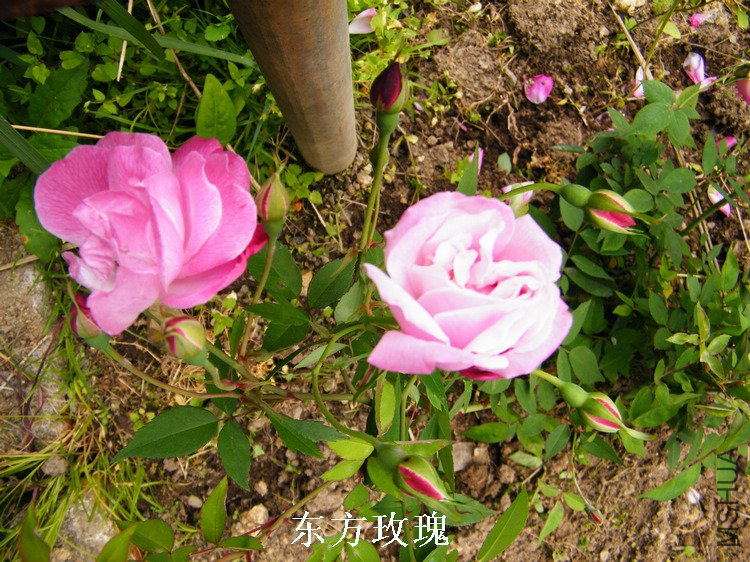 DSCF8202.jpg