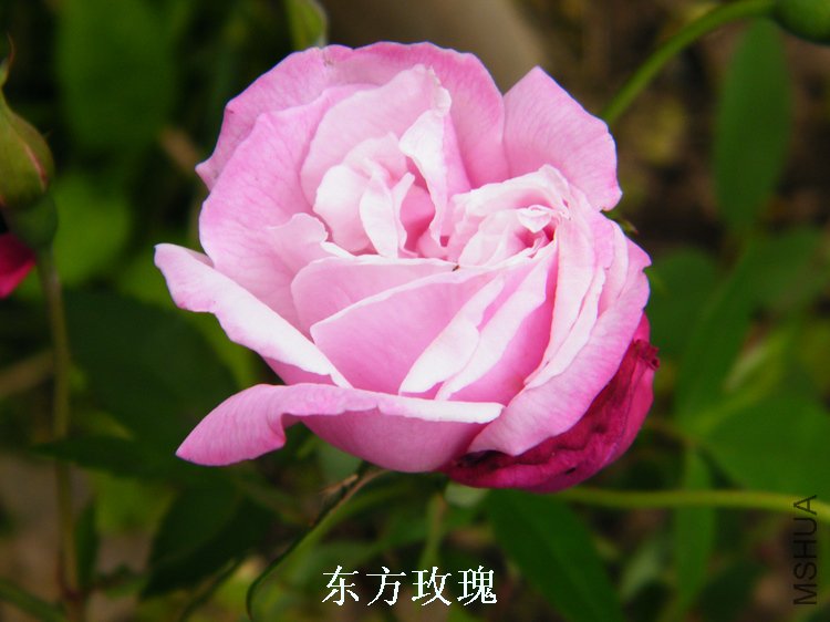 DSCF8203.jpg