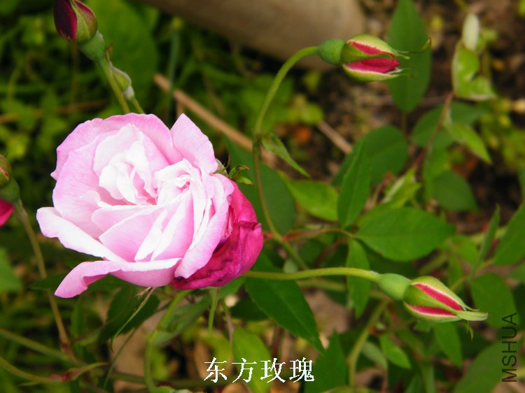 DSCF8205.jpg