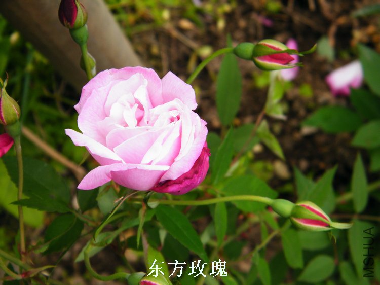DSCF8206.jpg