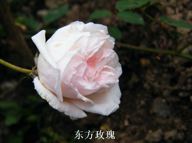 DSCF8207.jpg