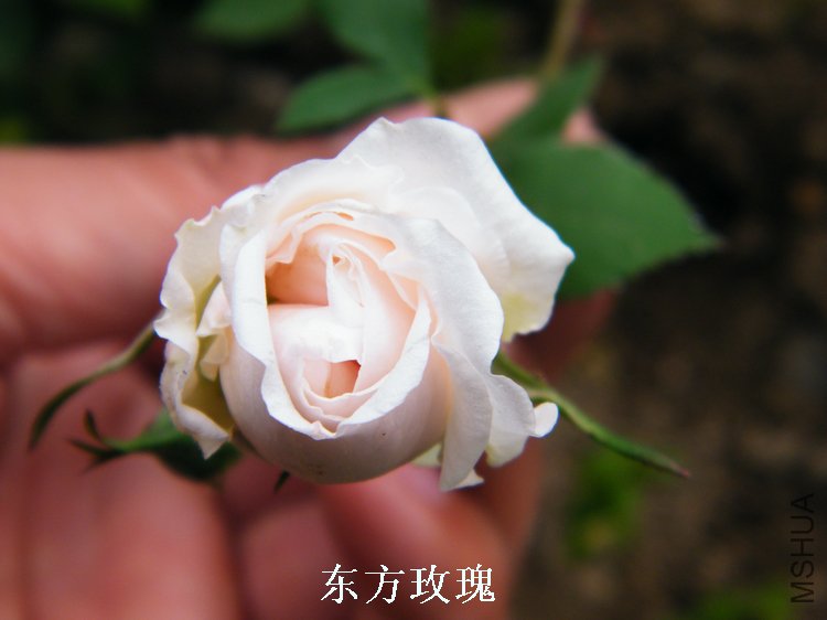 DSCF8208.jpg