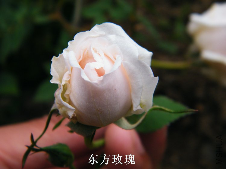 DSCF8209.jpg