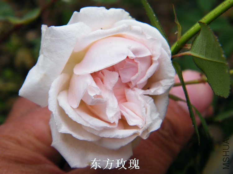 DSCF8210.jpg