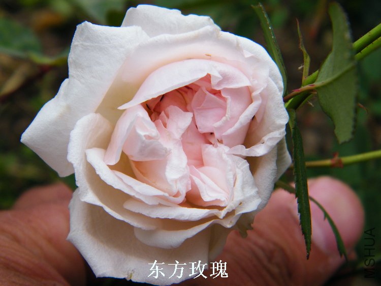 DSCF8211.jpg