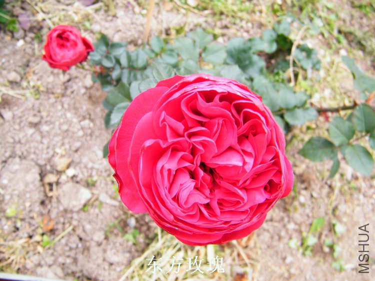 DSCF8178.jpg
