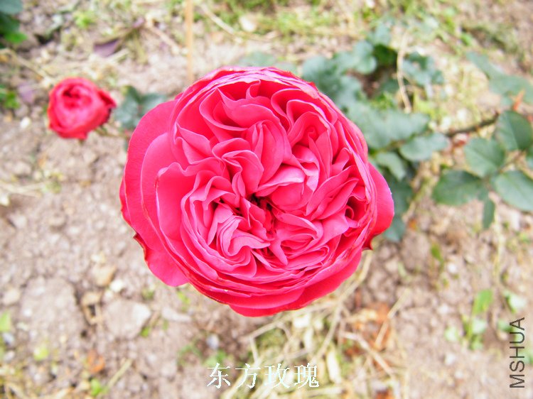 DSCF8179.jpg