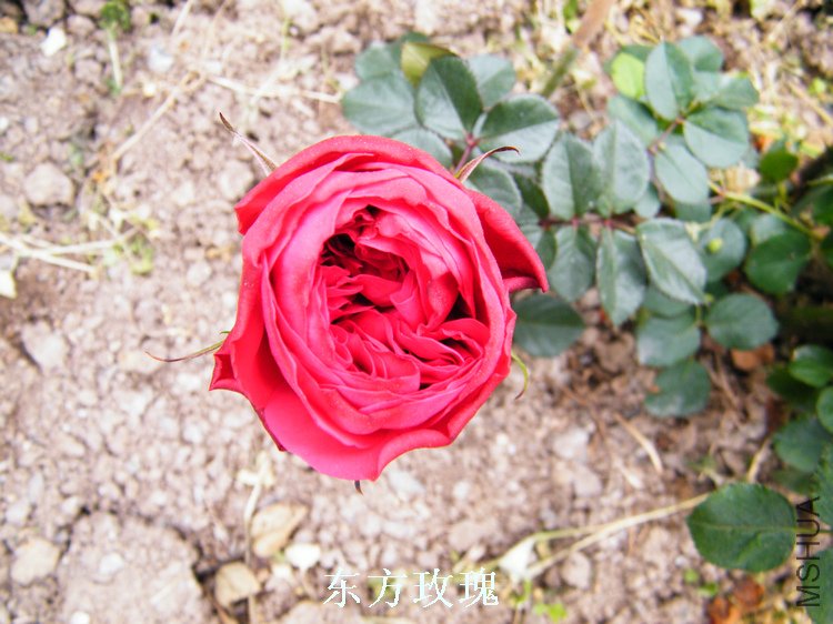 DSCF8180.jpg
