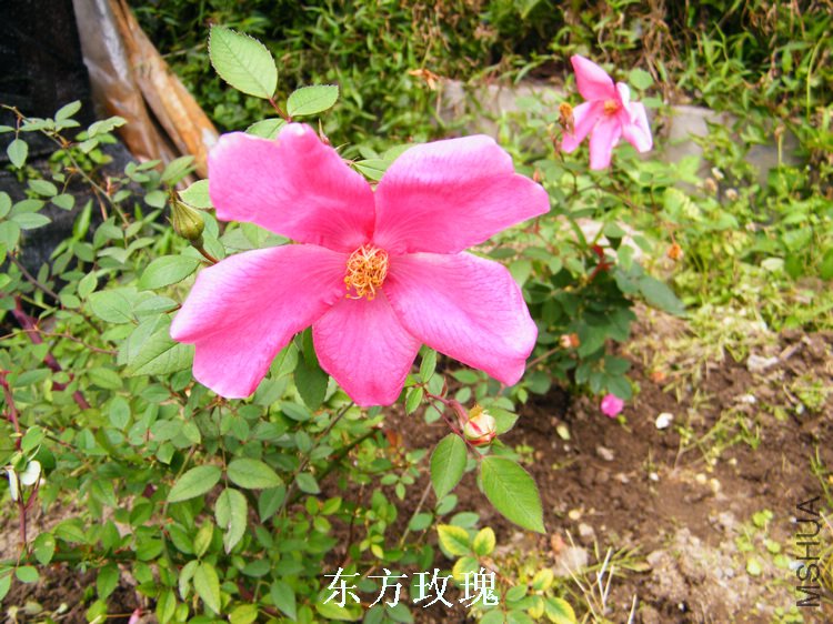 DSCF8182.jpg