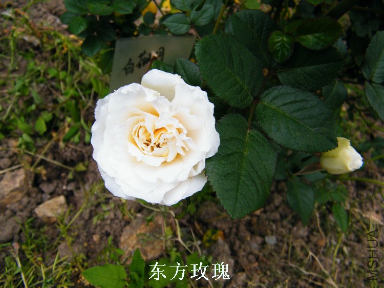 DSCF8198.jpg