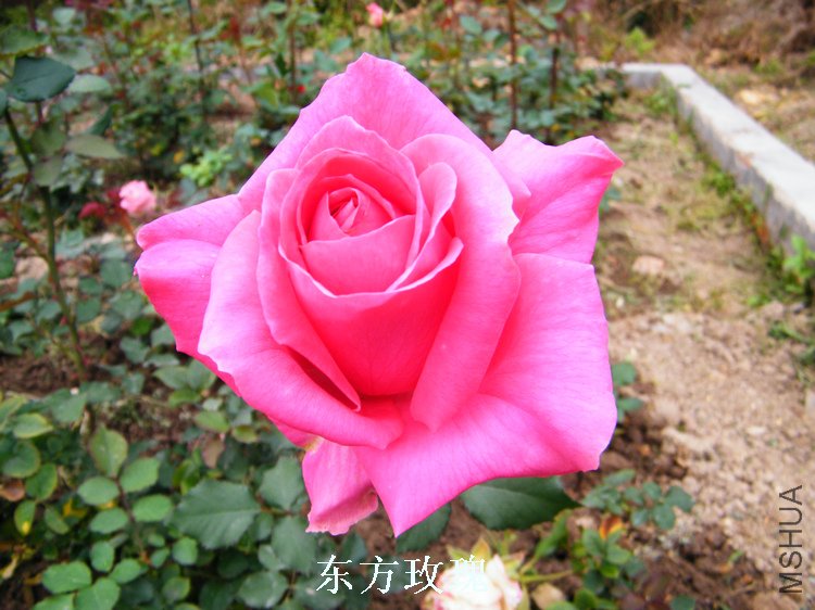 DSCF8234.jpg