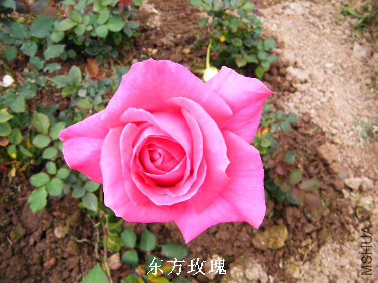 DSCF8233.jpg