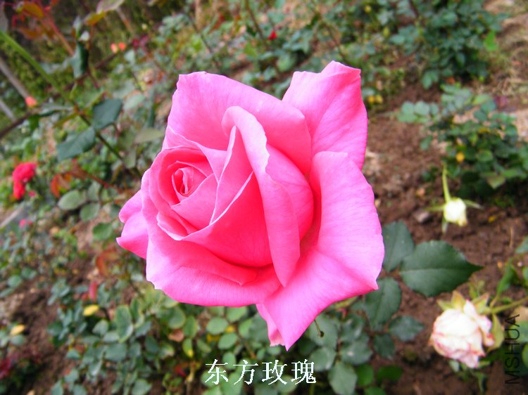 DSCF8235.jpg