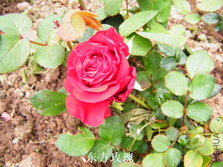 DSCF8240.jpg
