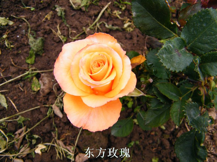DSCF8241.jpg