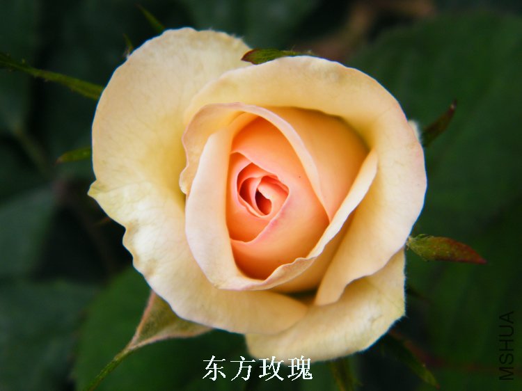 DSCF8244.jpg