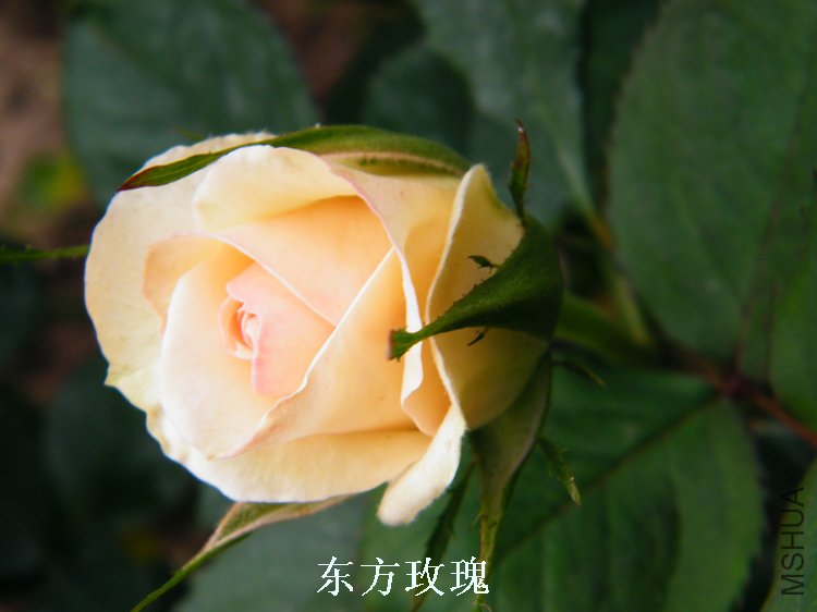 DSCF8246.jpg