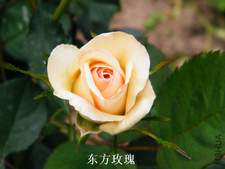 DSCF8249.jpg