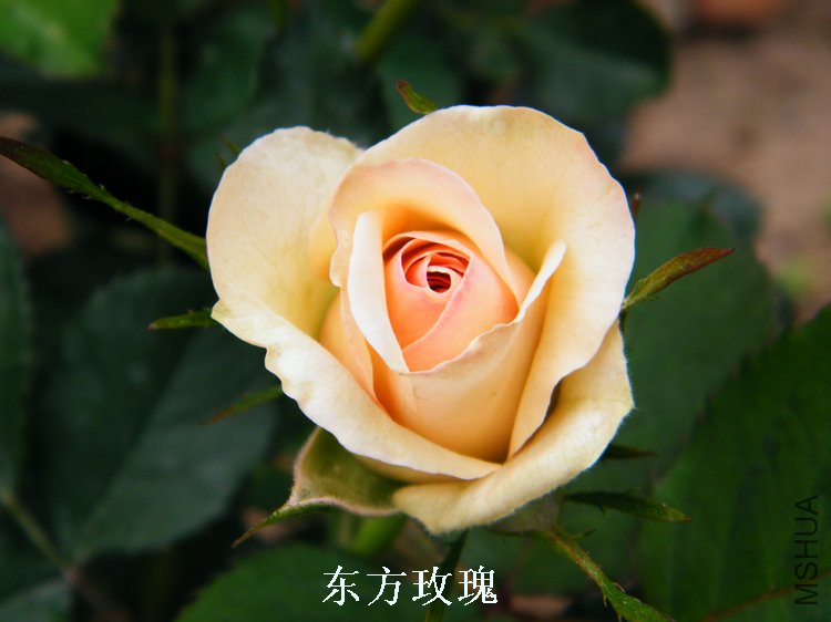 DSCF8245.jpg