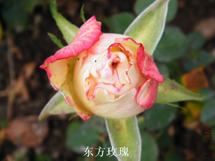 DSCF8264.jpg