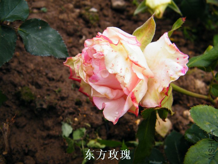 DSCF8270.jpg