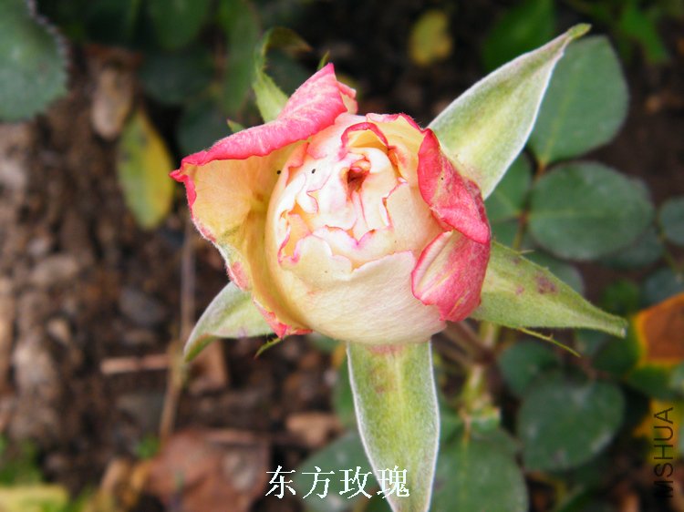 DSCF8265.jpg